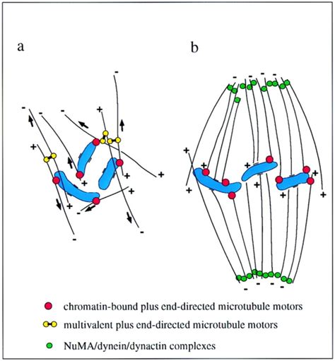 Spindle formation in centrosome-free cells. (a) Spindle formation is ...