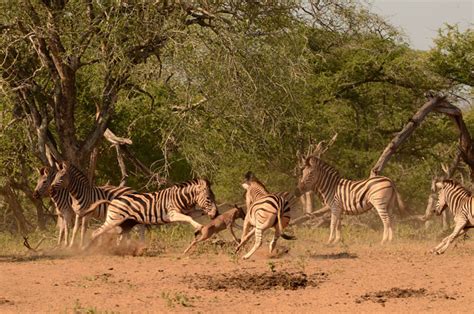 Zebra attack wildebeest calf - Africa Geographic