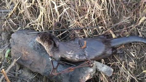 OTTER TRAPPING PART 1 - YouTube