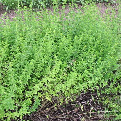 Greek Oregano – Posie Fields