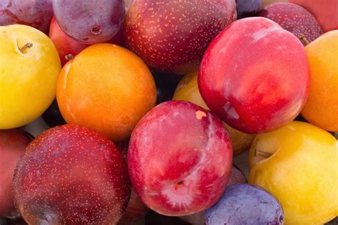 12 Different Types of Plums – PopOptiq