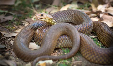 Australia's 10 most dangerous snakes - Australian Geographic