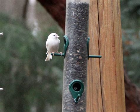 Carolina Chickadee - FeederWatch