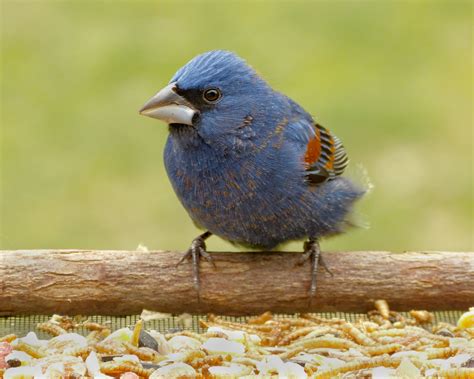 Male Blue Grosbeak - FeederWatch