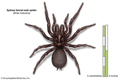 Spider - Reproduction, Silk, Venom | Britannica