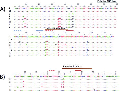 Intergenic region sequence alignment showing the positions of ...