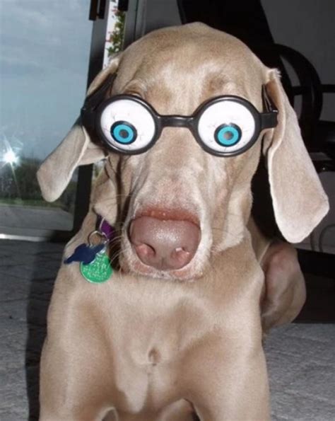 Ten Dogs Wearing Silly Glasses Who Are Sure to Make You Smile