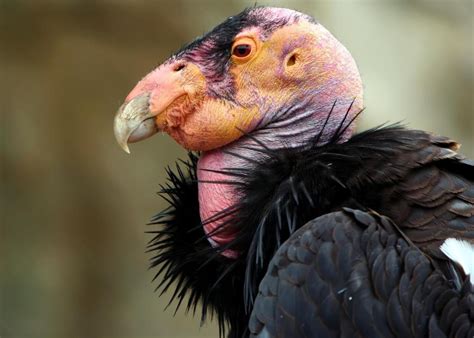 Saving the California Condor – California Curious