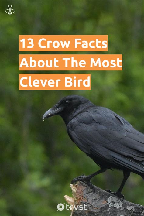 13 Crow Facts About The Most Clever Bird | Crow facts, Bird facts, Crow