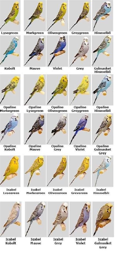 Pin by Raising Parrots 101 on Periquito Inglés | Budgies bird, Budgies ...