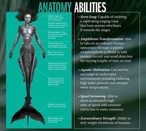 The anatomy of a Siren mermaid | Siren mermaid, Mermaid stories ...