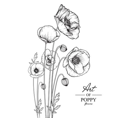 Premium Vector | Poppy Leaf and flower drawings.