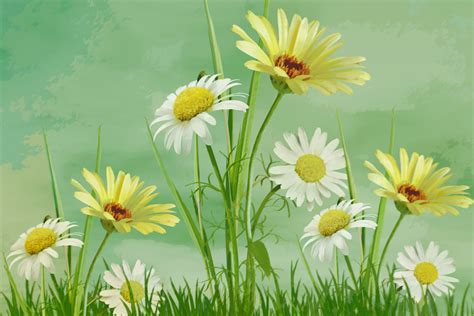 Daisy Flowers Painting Free Stock Photo - Public Domain Pictures