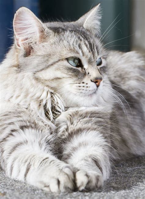 Beauty Siberian Cat, Silver Version Adult Stock Image - Image of ...