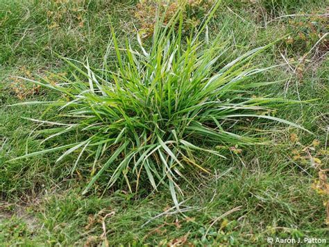 Tall Fescue | Purdue University Turfgrass Science at Purdue University