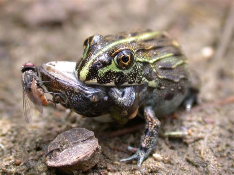 Kermit the Cannibal? Frogs Sometimes Eat Each Other | Live Science