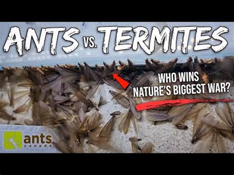 ANTS vs. TERMITES | I Filmed Nature's Biggest War In My Yard - YouTube