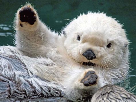 Cute Baby Sea Otter Wallpaper - Free Baby Animal Download