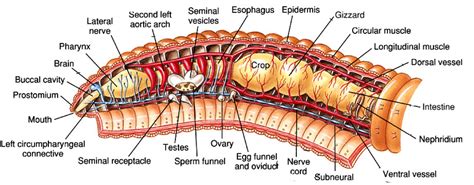 template | Annelid, Earthworms, Science notes