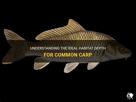 Understanding The Ideal Habitat Depth For Common Carp | PetShun