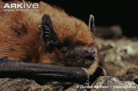 Common pipistrelle - Alchetron, The Free Social Encyclopedia