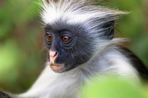 Yellow and Black Baboon · Free Stock Photo