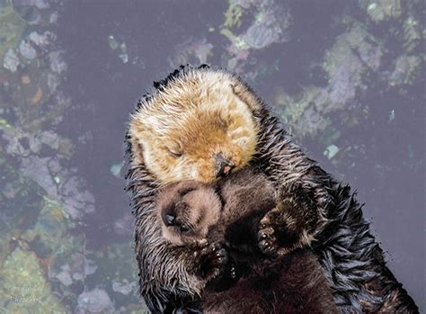 Day Old Otter Pup Falls Asleep On Its Floating Mother’s Belly