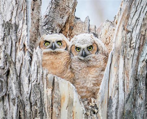 Great Horned Owl Babies Photograph by Judi Dressler - Pixels