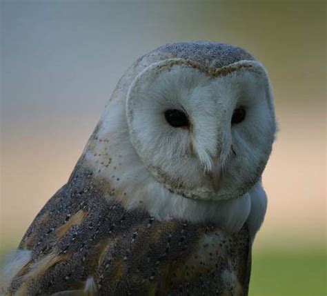 Common barn-owl | Birds of India | Bird World