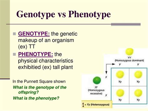 PPT - Chapter 11 Introduction to Genetics PowerPoint Presentation, free ...