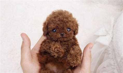 Teacup Poodle - Facts About This Cute Miniature Breed - Animal Corner