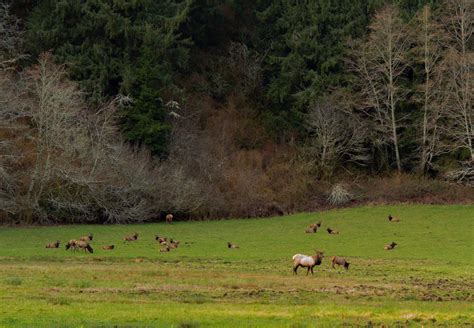 Central coast's only elk habitat area has special meaning for ODFW ...