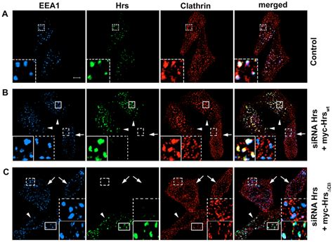 Hrs and its clathrin-box motif are important for recruitment of ...