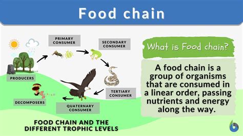 What Are Food Chain Definition Types And Importance Biology Aesl | The ...