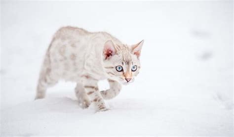 Snow Bengal Cat - 29 Questions About Snow & White Bengal Cat [Answered ...