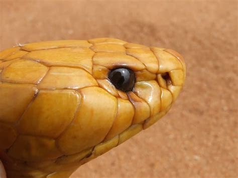 All snakes of South Africa: Poisonous and harmless 2022 - Briefly.co.za