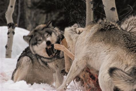 Arctic Wolf Pack Hunting