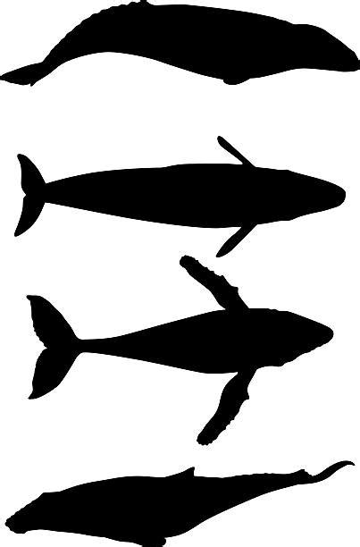 Blue Whale Silhouette Stock Photos, Pictures & Royalty-Free Images - iStock