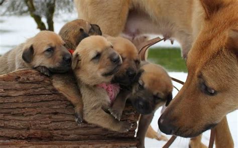 Chinook Dog Puppies Behavior And Characteristics In Different Months ...