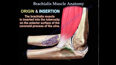 Brachialis Muscle Anatomy - Everything You Need To Know - Dr. Nabil ...