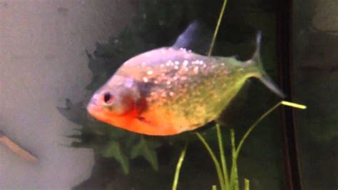 HD 8 Different Piranha Species | Species, Piranha, Fish pet