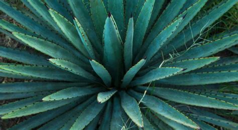 MEZCAL CURES EVERYTHING! KNOW THE TYPES OF AGAVE THAT GIVE FLAVOR TO ...