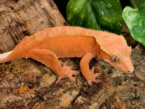 Crested Gecko (Rhacodactylus ciliatus) - Facts and Pictures