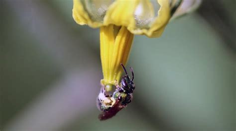 The Orchard Mason Bee - Alabama Cooperative Extension System