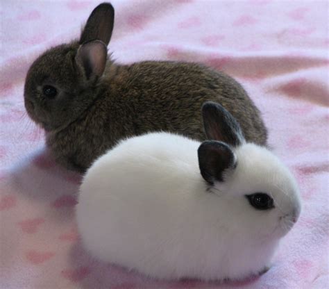 15 of the Best Pet Rabbit Breeds - PetHelpful