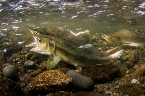 Salmon Spawning Event finally caught on camera.