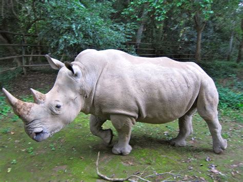 The White Rhino | Animal Facts & New Photos | The Wildlife