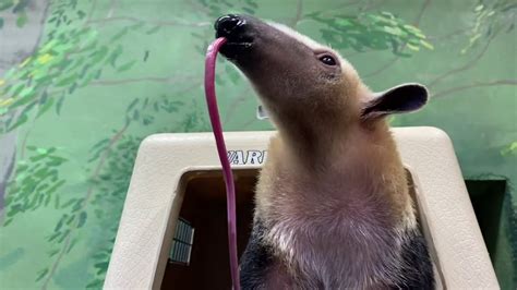 How Long Is a Tamandua's Tongue? And More Fun Facts | Smithsonian ...