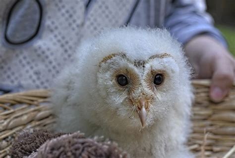 Baby Owls- All The Facts And Pictures