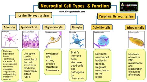 What are glial Cells? Different types of glial cells and its functions ...